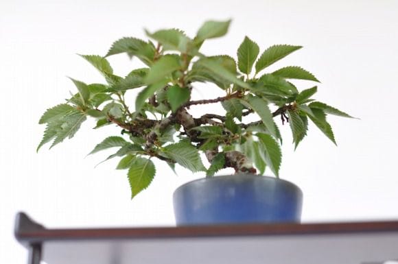 信濃寒桜の盆栽を販売｜父の日プレゼントの盆栽妙 – 盆栽妙 本店