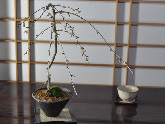 しだれ桜の盆栽 しだれ桜と1才桜の寄植えの盆栽を販売｜盆栽妙 – 盆栽妙 本店
