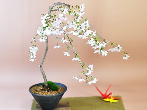 柳桜さま専用 （小蔦柳介様専用【金桜短刀】武具 刀装具 日本刀