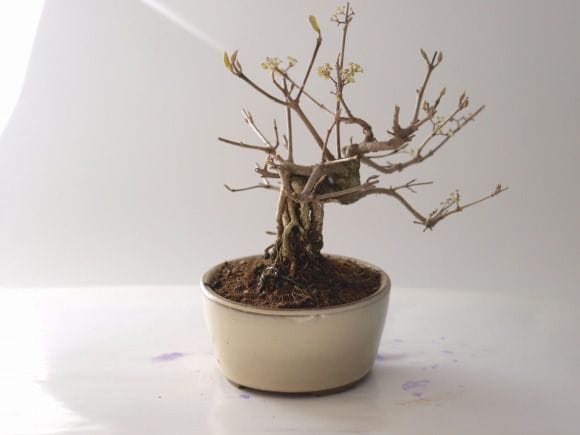 紫式部の盆栽を販売｜学べる盆栽妙 – 盆栽妙 本店