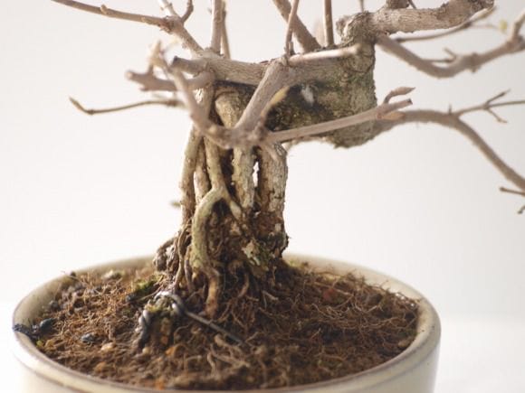 紫式部の盆栽を販売｜学べる盆栽妙 – 盆栽妙 本店