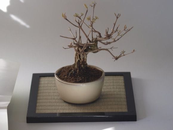 紫式部の盆栽を販売｜学べる盆栽妙 – 盆栽妙 本店