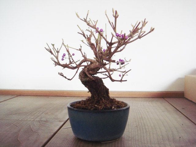 紫式部の盆栽を販売｜学べる盆栽妙 – 盆栽妙 本店