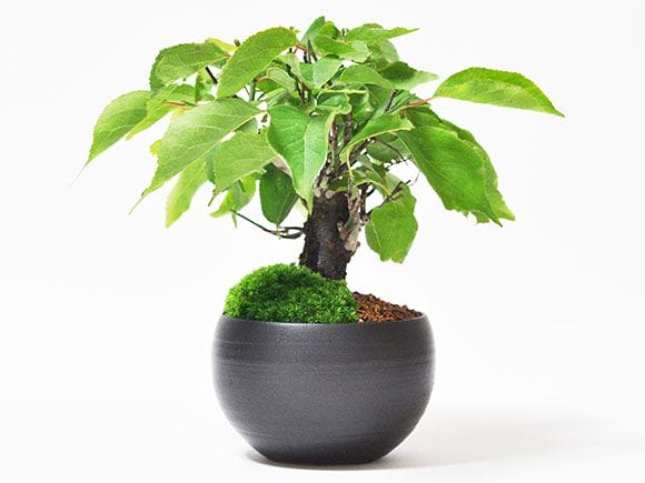 特徴的な樹姿〈野梅の盆栽〉2/3までの出品 - メルカリ - 盆栽