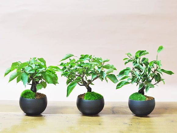 野梅