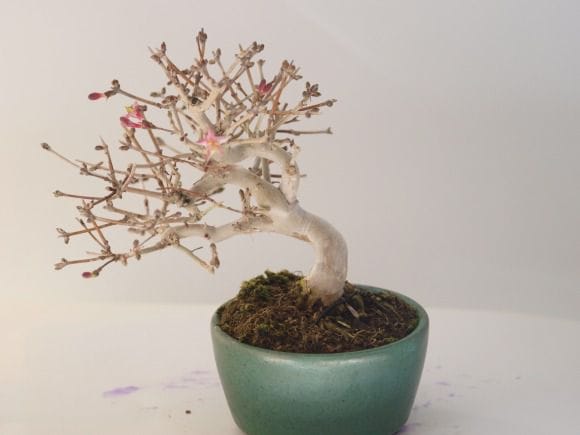 ウグイスカグラの盆栽を販売｜学べる盆栽妙 – 盆栽妙 本店