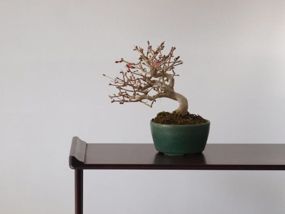 ウグイスカグラの盆栽を販売｜学べる盆栽妙 – 盆栽妙 本店