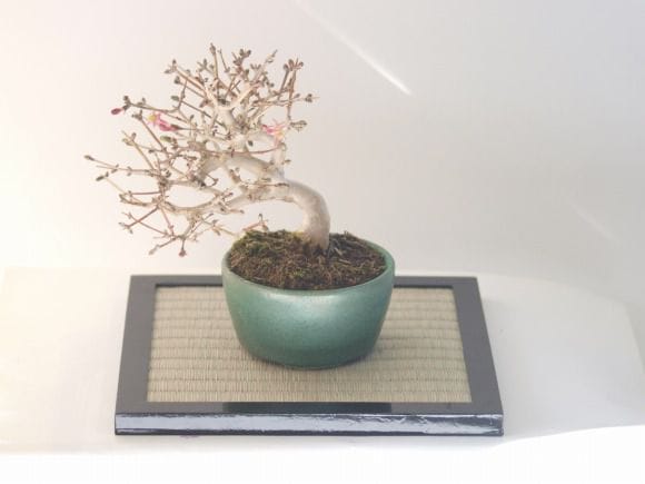 ウグイスカグラの盆栽を販売｜学べる盆栽妙 – 盆栽妙 本店