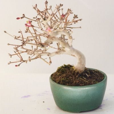 ウグイスカグラ