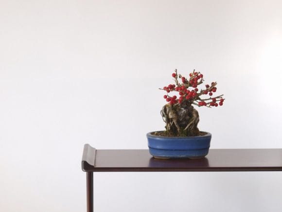 梅もどきの盆栽を販売｜学べる盆栽妙 – 盆栽妙 本店