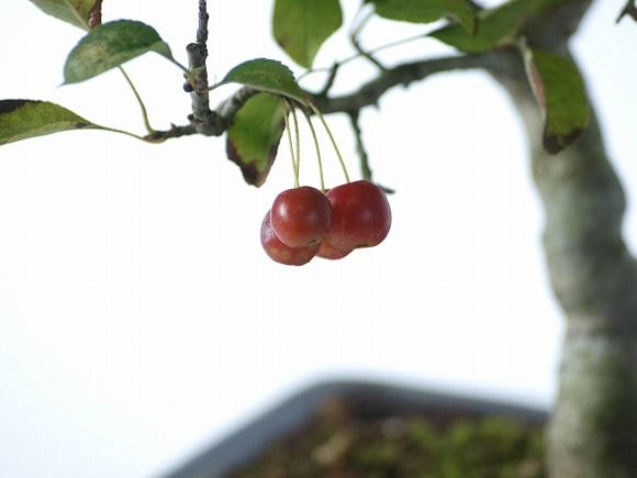 深山海棠　1点もの No.9