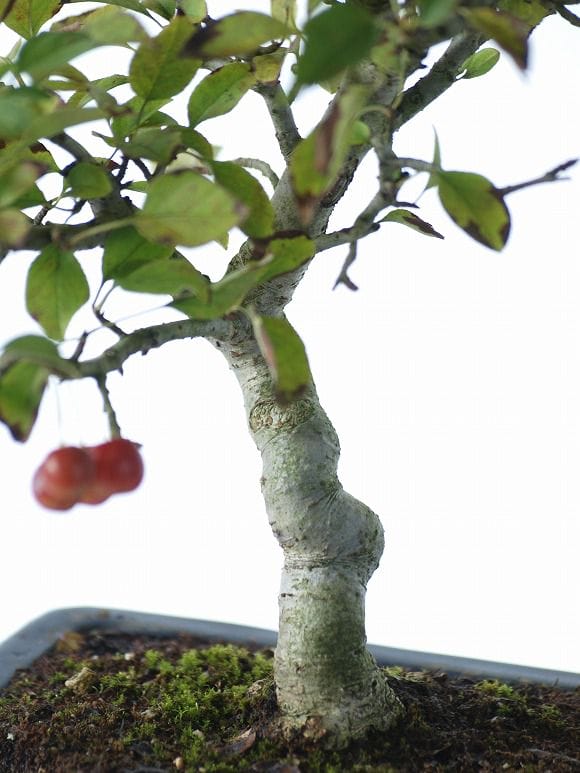深山海棠 1点もの No.9の盆栽を販売｜ギフトを贈るなら盆栽妙 – 盆栽妙