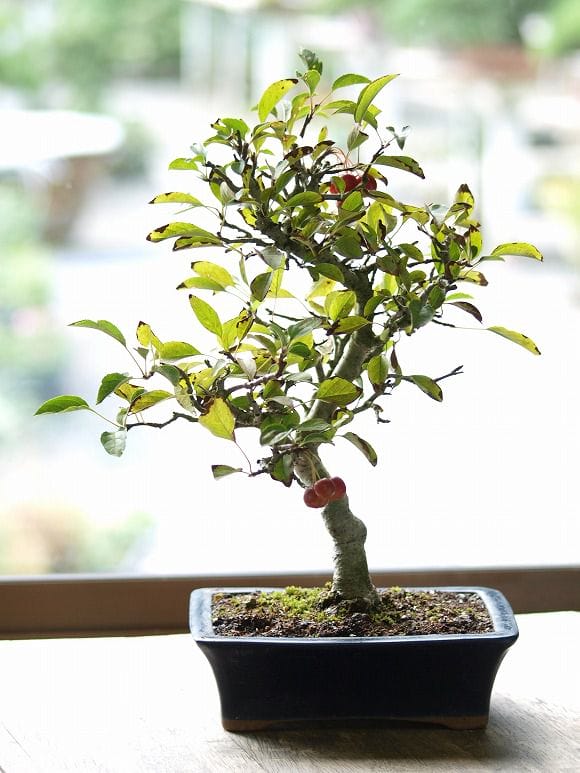 深山海棠 1点もの No.9の盆栽を販売｜ギフトを贈るなら盆栽妙 – 盆栽妙